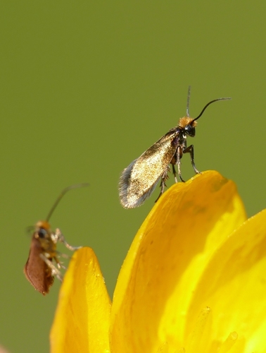 Micropterix calthella