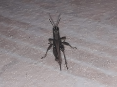 Orphulella punctata