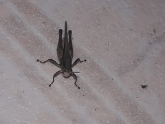 Orphulella punctata