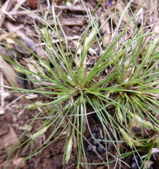 Bulbostylis humilis