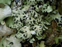 Hypotrachyna virginica