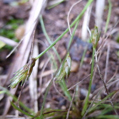 Bulbostylis humilis
