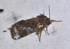 Argyrosticta venatrix