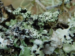 Hypotrachyna virginica