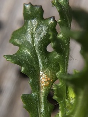 Puccinia lagenophorae