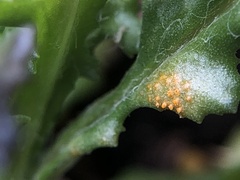 Puccinia lagenophorae