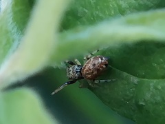 Zygoballus rufipes
