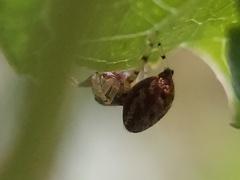 Zygoballus rufipes