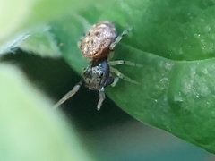 Zygoballus rufipes