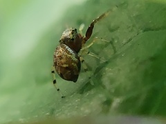Zygoballus rufipes