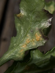 Puccinia lagenophorae
