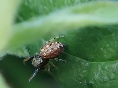 Zygoballus rufipes