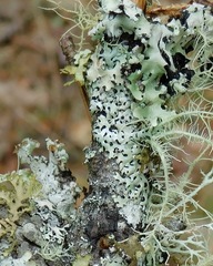 Hypotrachyna virginica