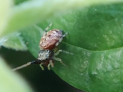 Zygoballus rufipes