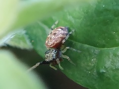 Zygoballus rufipes
