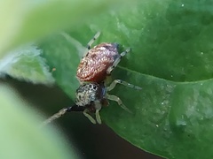 Zygoballus rufipes