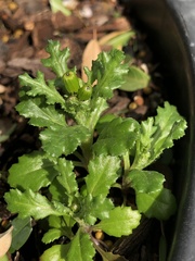 Puccinia lagenophorae