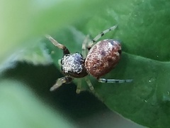 Zygoballus rufipes
