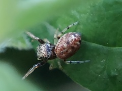 Zygoballus rufipes