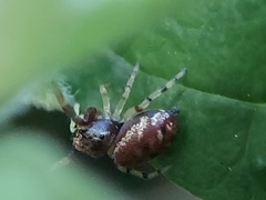 Zygoballus rufipes
