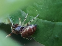 Zygoballus rufipes