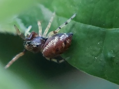 Zygoballus rufipes