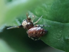 Zygoballus rufipes