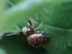Zygoballus rufipes