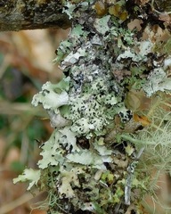 Hypotrachyna virginica