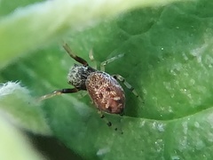Zygoballus rufipes