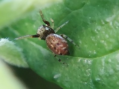 Zygoballus rufipes