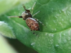 Zygoballus rufipes