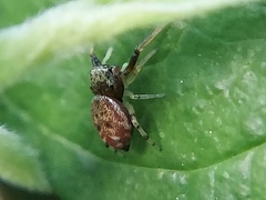 Zygoballus rufipes