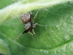 Zygoballus rufipes