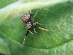 Zygoballus rufipes