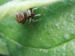 Zygoballus rufipes