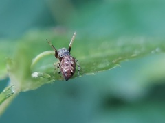 Zygoballus rufipes