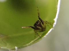 Zygoballus rufipes