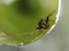 Zygoballus rufipes
