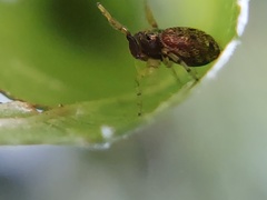 Zygoballus rufipes