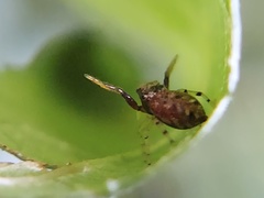 Zygoballus rufipes