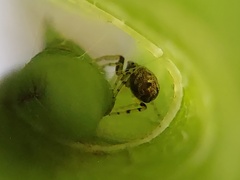 Zygoballus rufipes