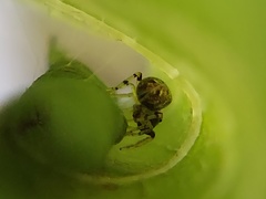 Zygoballus rufipes
