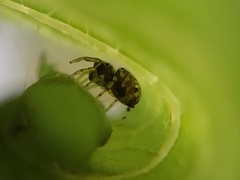 Zygoballus rufipes