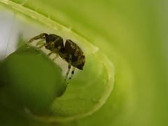 Zygoballus rufipes