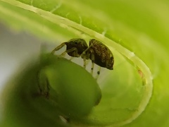 Zygoballus rufipes