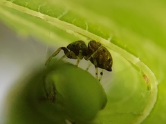 Zygoballus rufipes