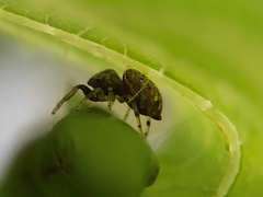 Zygoballus rufipes