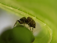 Zygoballus rufipes