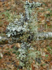 Hypotrachyna virginica